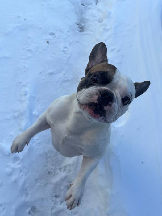 Шукаю сім'ю французький бульдог