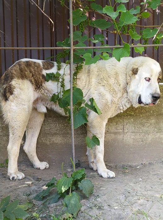 Алабай САО кобель на в'язку