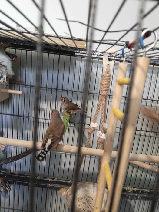 zeberki ptaki ozdobne