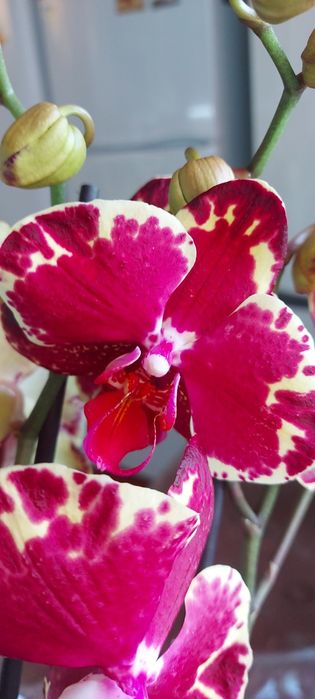 Орхидея фаленопсис сортовая