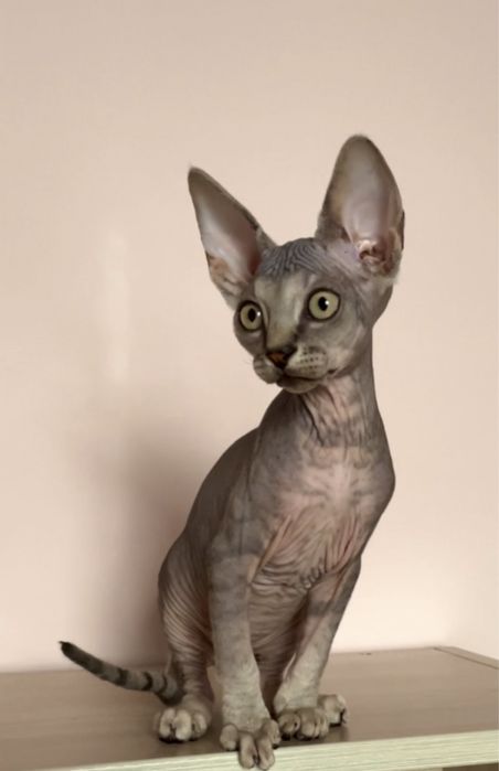 Хлопчик Канадський сфінкс