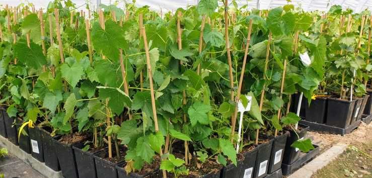 Sadzonki Winogrona 2,5 letnie 50 cm Owocujące Deserowe i na Wino!