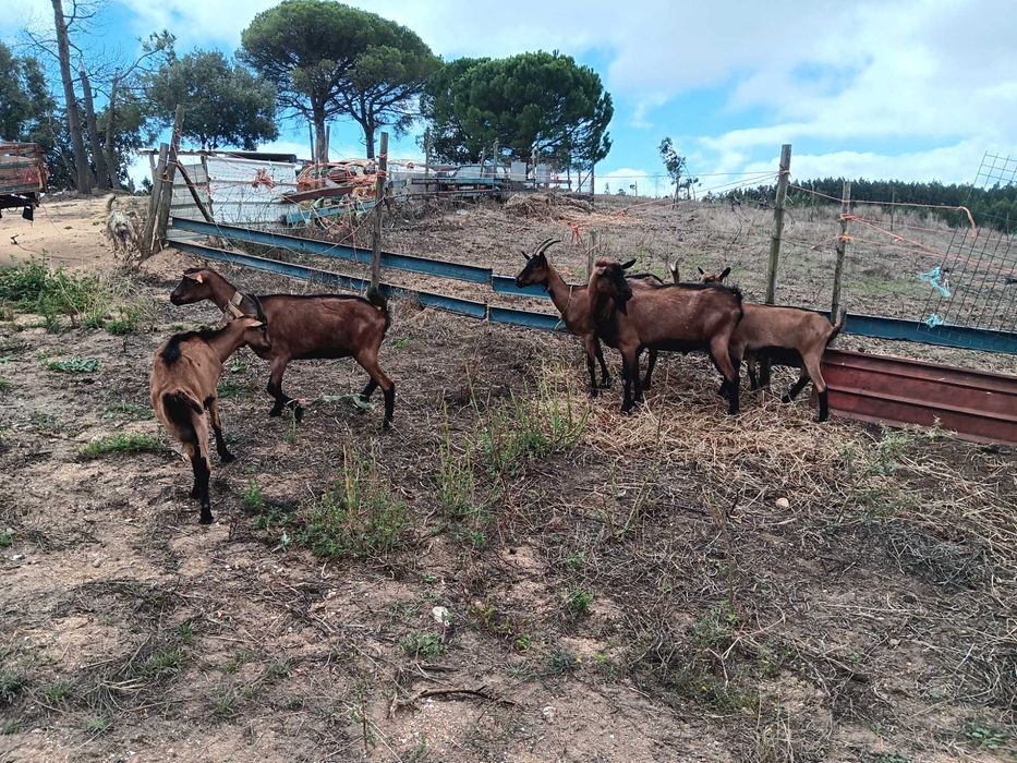 cabras alpinas pardas francesas puras