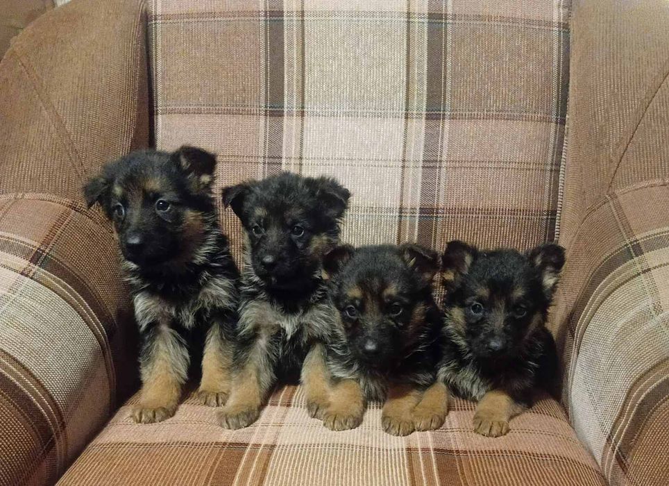 Німецька вівчарка