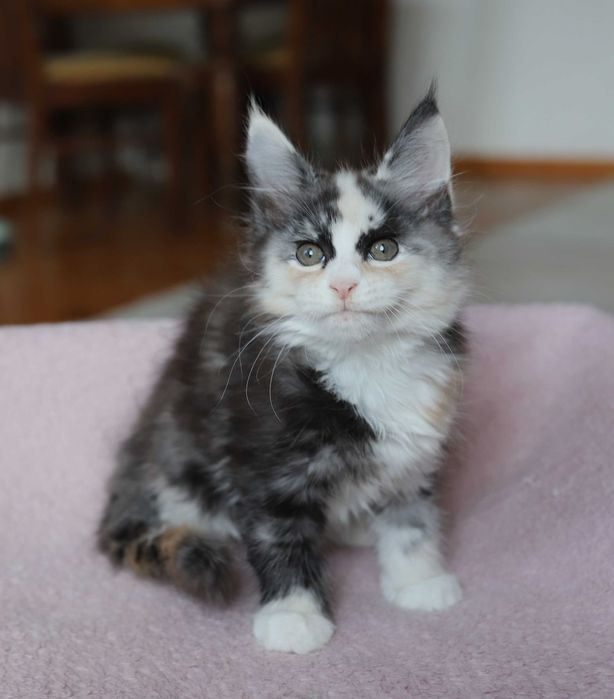 Kotka Maine Coon - Bydgoszcz