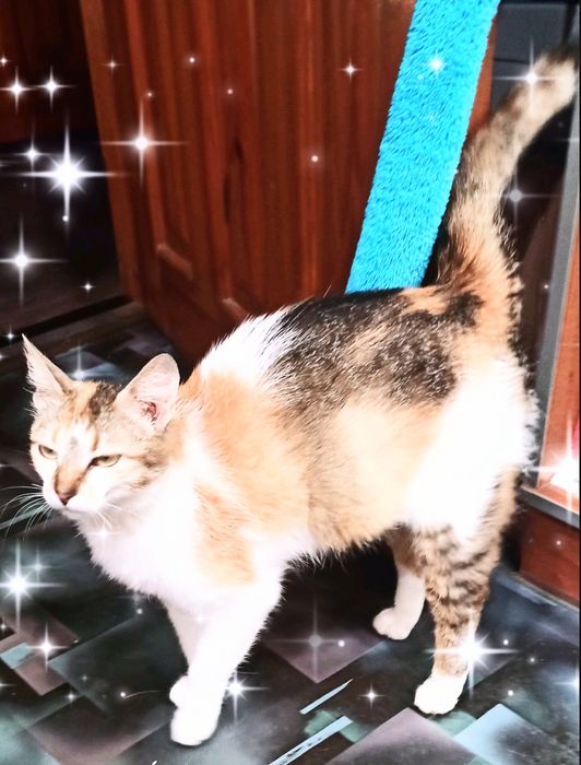 Отдам кошку. Оплачу содержание 500 грн. в месяц.
Возраст 5 лет.