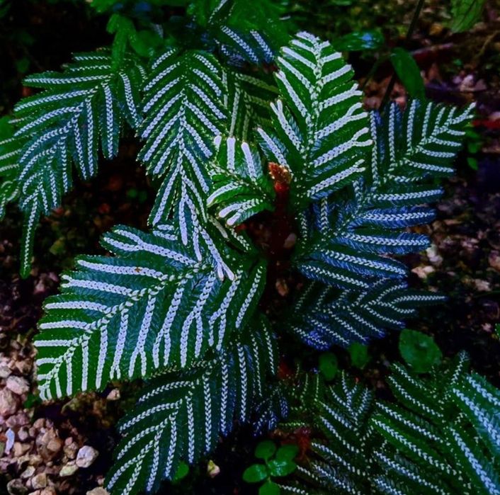 Selaginella picta