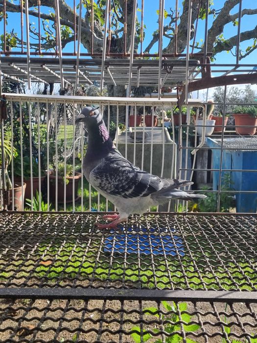 Pombos correios boa raca