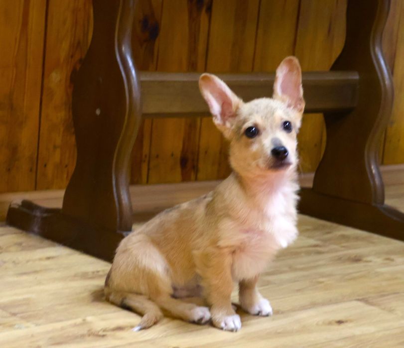 Хлопчик коргі 3.5 міс привитий двічі