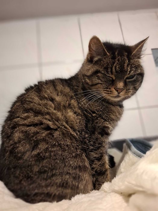 6-letnia Pusia gaśnie w częstochowskim schronisku