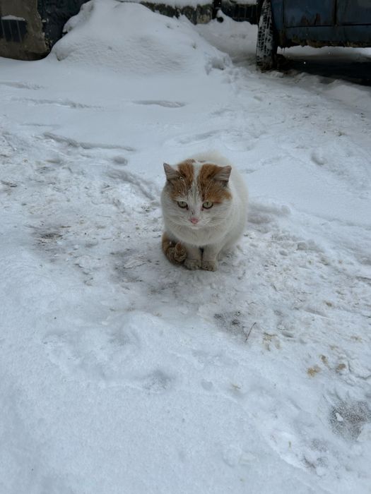 Котик Беляшик, бесплатно