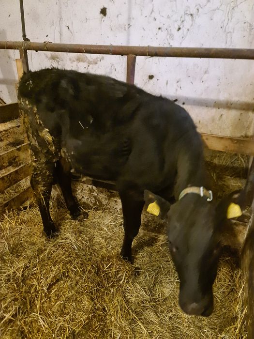 Jałówka 7miesieczna