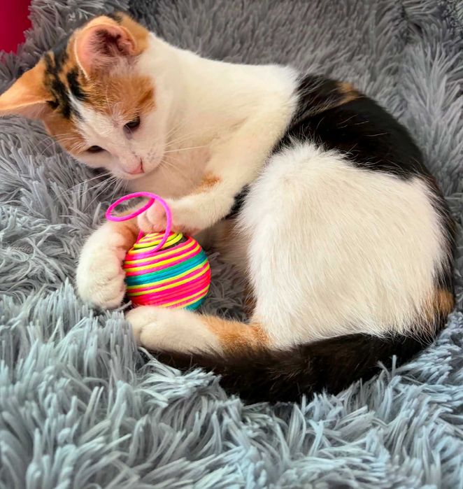 Cudna tricolorka Stella do adopcji