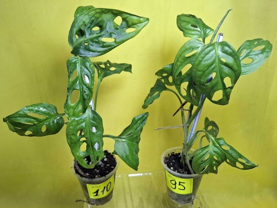 ‼️ ВЕЛИЧЕЗНІ ‼️ПОВІТРЯНІ КОРЕНІ Монстера манки monstera Monkey Mask