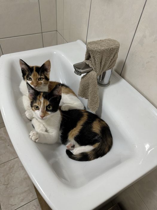 Котики(дівчатка) шукають родину