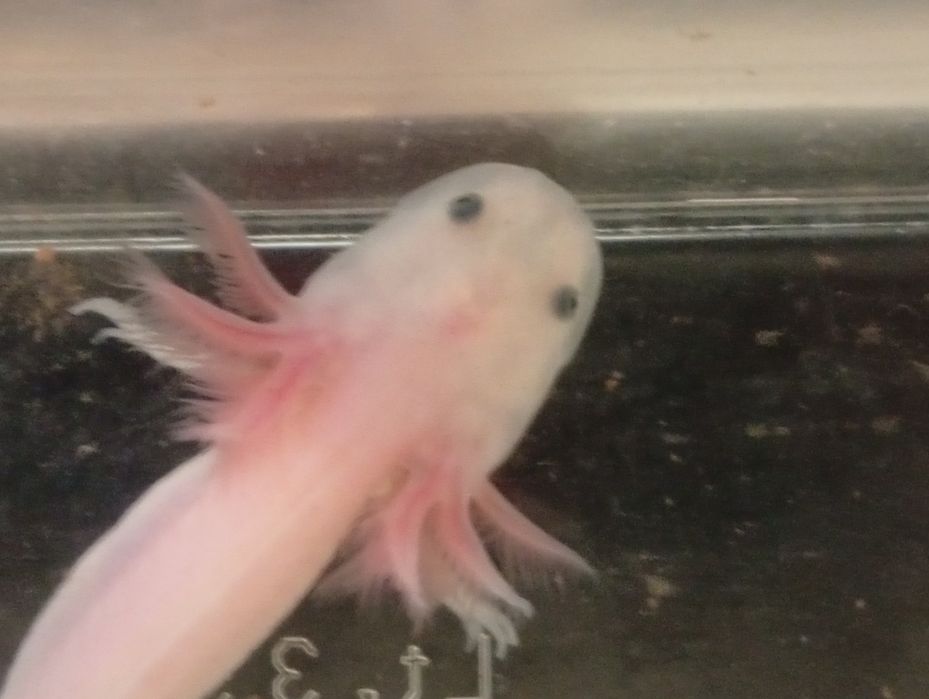 Axolote leucistico