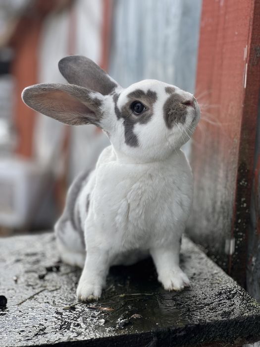 Rex reks niebieskoszary dalmatyński