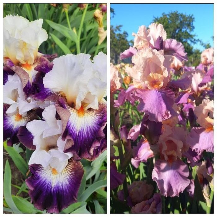 Набор ирисов 15 сортов