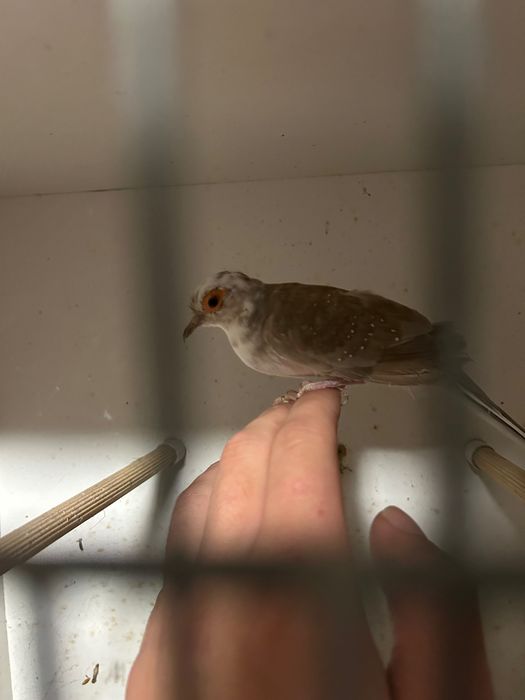 Gołąbki diamentowe szeki