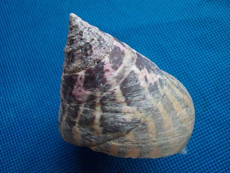 Muszle morskie- Tectus pyramis