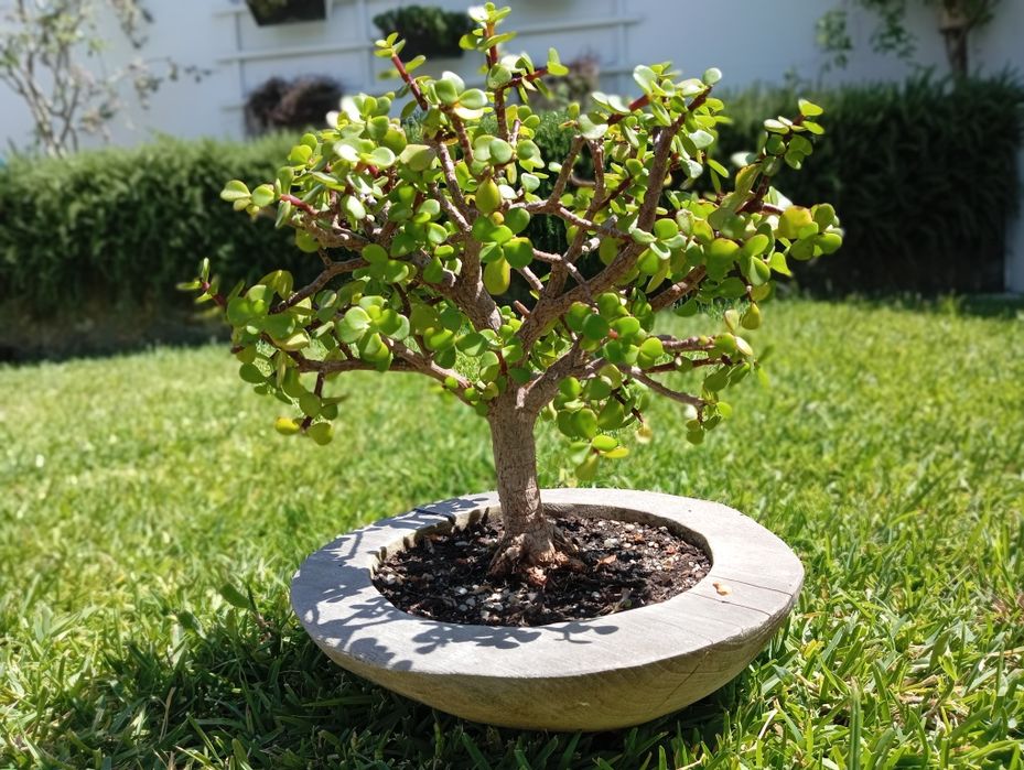 Planta bonsai de suculenta