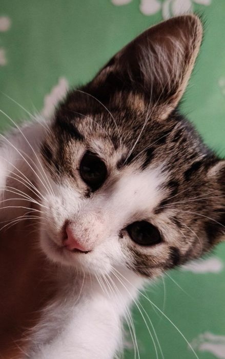 Отдам даром котенка