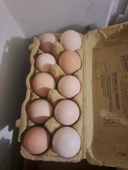 Jajka swojskie 1.30