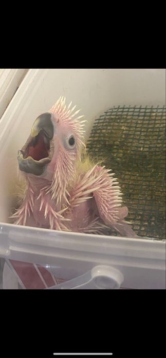 ……Cacatuas Alba……