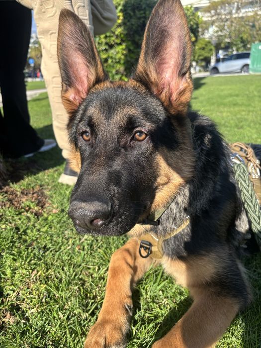 Pasto alemao, 10 meses