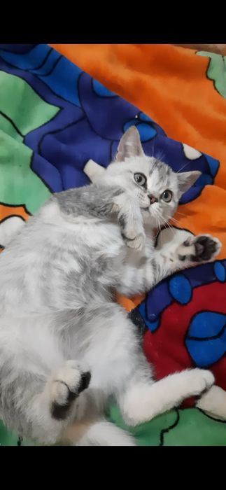 Кошеня хлопчик страйтт