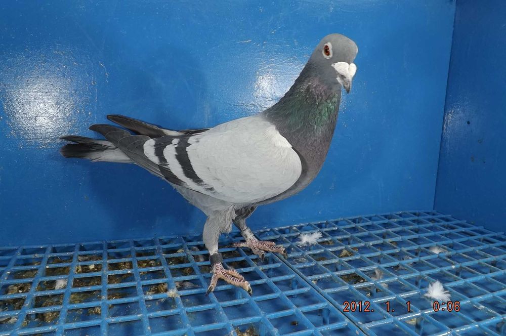 Gołąbek Rozpłodowy Samiczka wnuk Olimpijki
