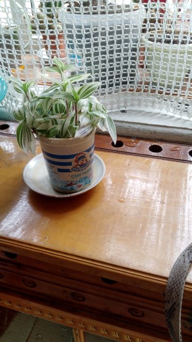 Традесканцияткомнатный цветок