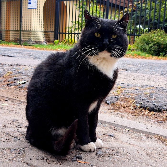 Romeo- dostojny kocurek z ulicy szuka domu