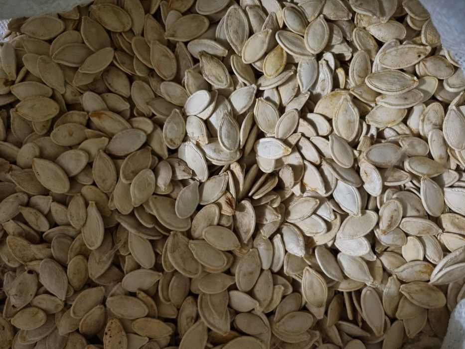 Продам гарбузове насіння