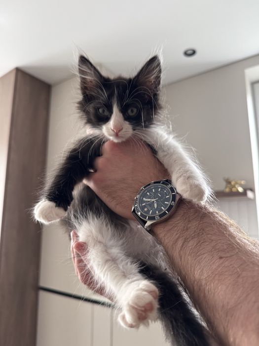 Кошенята братик та сестричка
