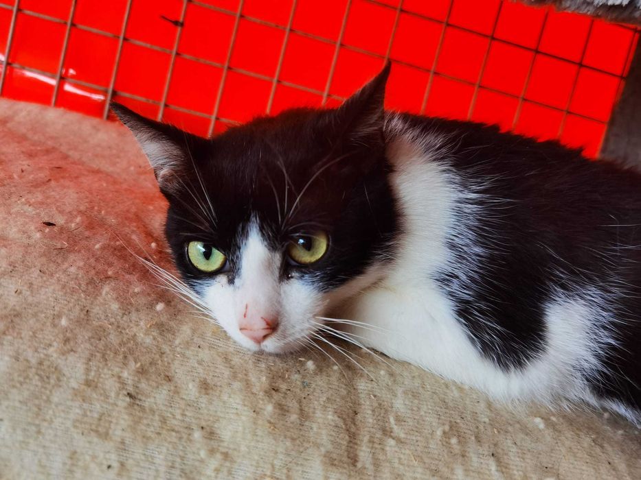 Kot Diego szuka domu