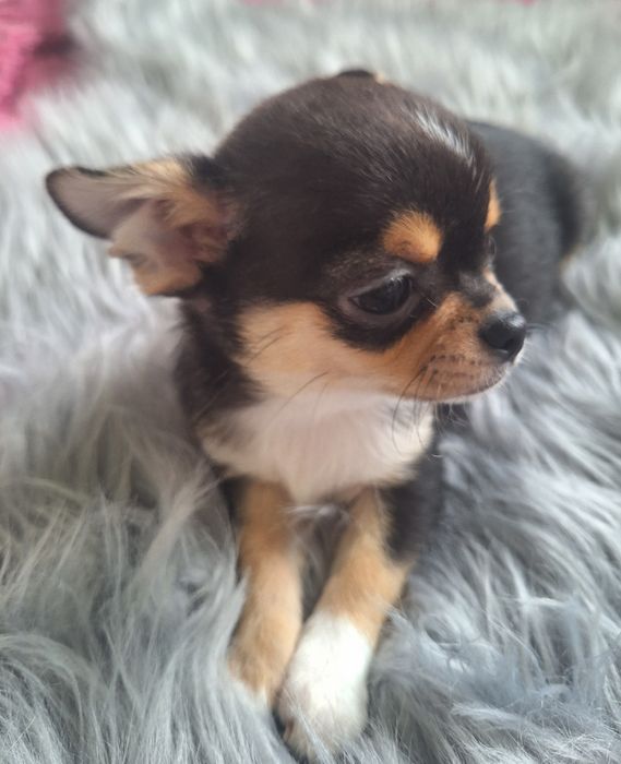 Chihuahua chłopiec