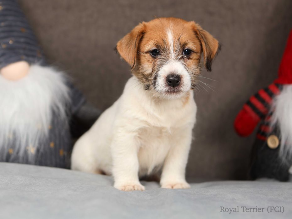 suczka Jack Russell terrier ZKWP/FCI szorstkowłosa po Championach