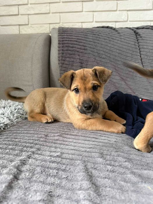 Naleśnik i Krokiet do pokochania