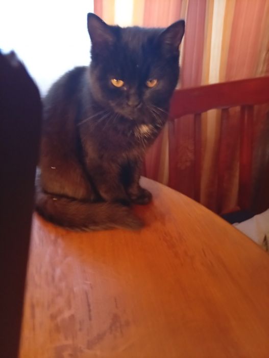 Віддамо котенят в добрі руки.