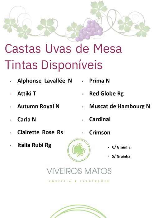 Videiras Enxertadas Uvas de Mesa