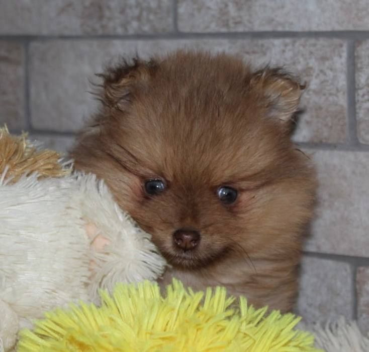 Бомбезний міні хлопчик