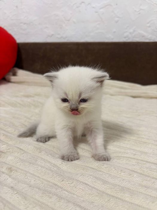 Шотландські котята