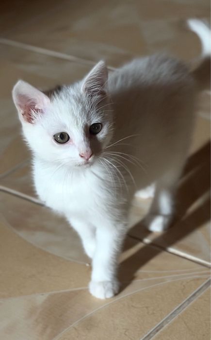 Кошеня біла дівчинка