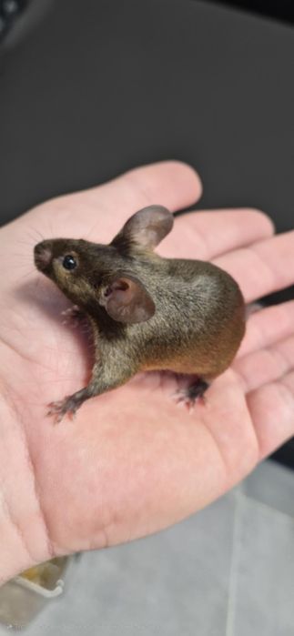 Sprzedam myszy rasowe różnych odmian