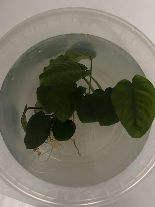 Oddam roslinke do akwarium rezerwacja dla marka