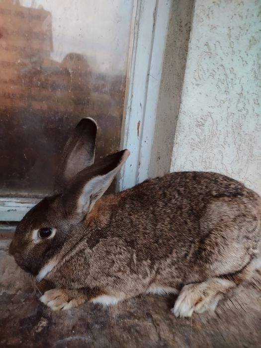 Królica mieszanka Belg z termondem. Młoda zdrowa 5 kg wagi