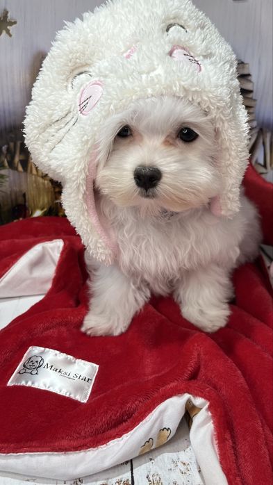 Мальтійська болонка VoliX — шоу-клас, корейський тип, babyface