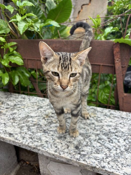 Gatinhos para adoçao