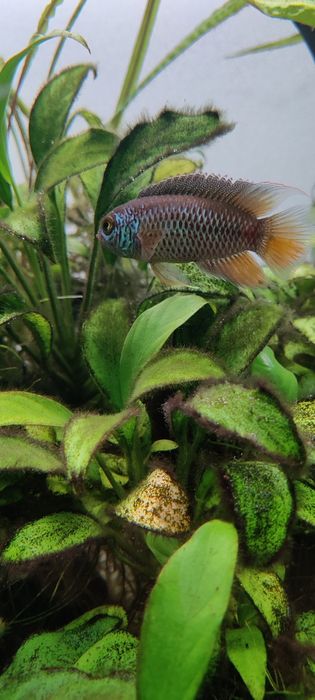 Casal Nannacara Anomala adulto